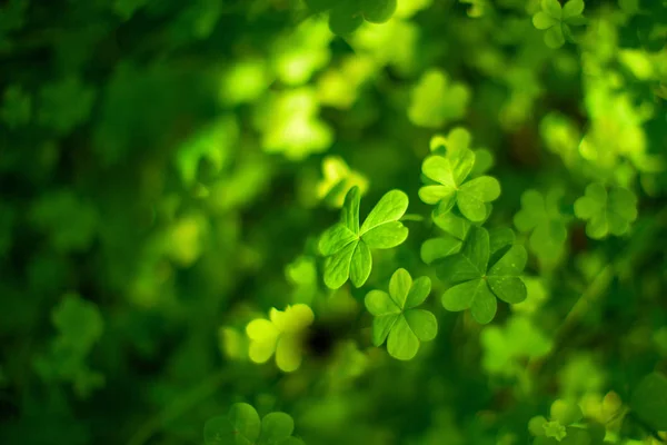 Üç Yaprak yonca arka plan