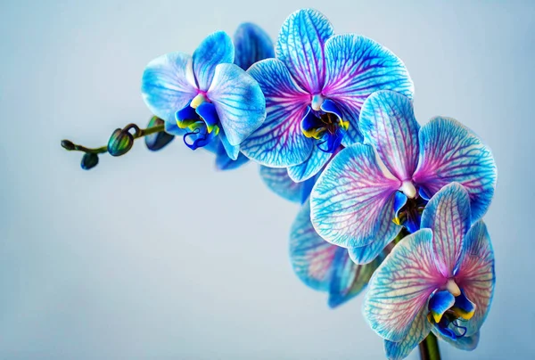 Sininen orkidea. Brunssi orkidea siniset kukat . — kuvapankkivalokuva