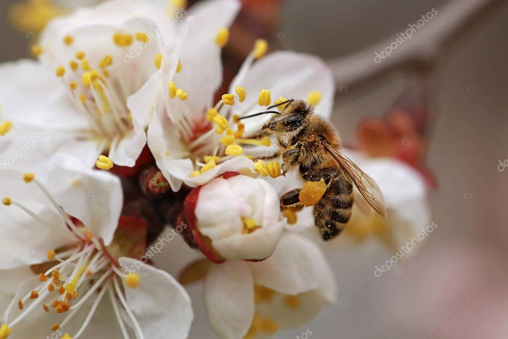 цветет абрикос и пчела. пчела опыляет яблоню. абрикос опыление какое. абрикос опыление какое. абрикос опыление какое.