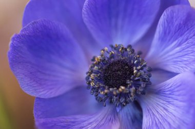 Mavi anemon çiçeği portre