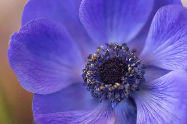 Flor de anêmona azul close-up — Fotografia de Stock