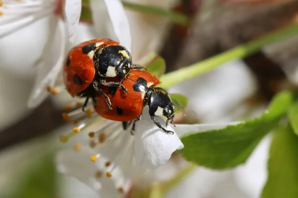 Duas joaninhas em um ramo de primavera florescente — Fotografia de Stock