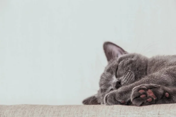 Gri uyku Britanya ile ilgili stenografi kedi