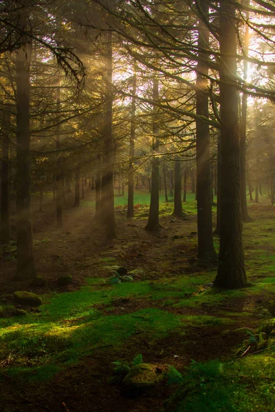 Puslu bir ormandaki görünür güneş ışınları