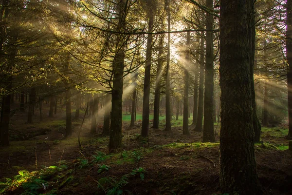 Puslu bir ormandaki görünür güneş ışınları