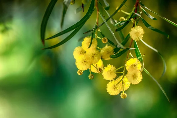 Çiçek açan Mimoza şube