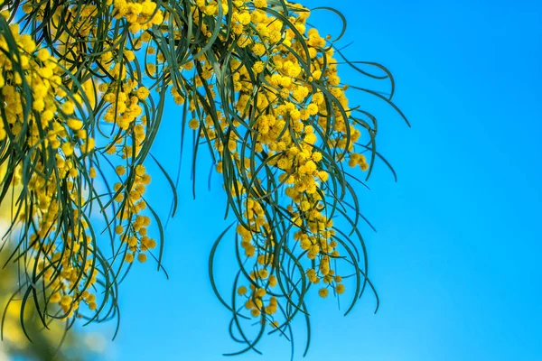 Branches of mimosa hanging down against the sky