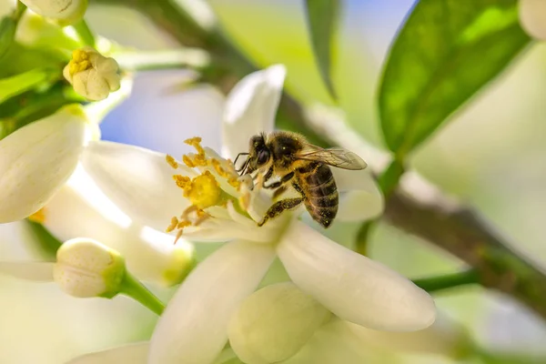 Bir portakal ağacı çiçek arıya. Brunch ağacının üzerinde beyaz çiçekler