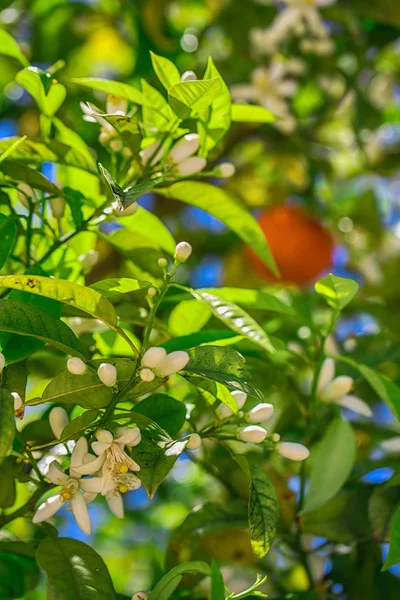Çiçek ve meyve portakal ağacı üzerinde