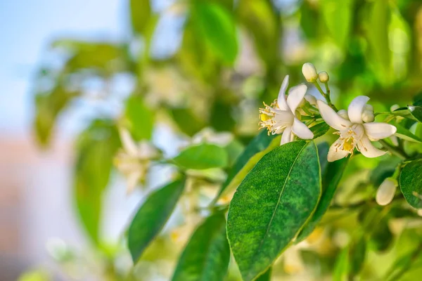 Bir portakal ağacı gökyüzü dal çiçek