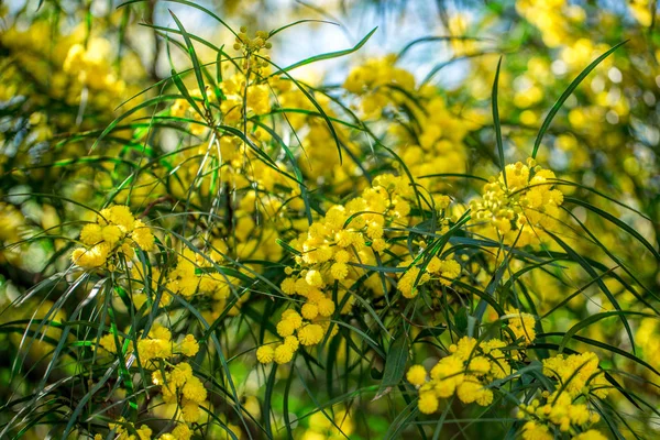 Blooming mimosa branches against the sky — Stock Photo, Image