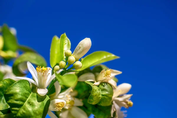 Bir portakal ağacı gökyüzü dal çiçek