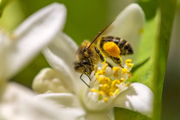 Portakal ağacı çiçek arıya