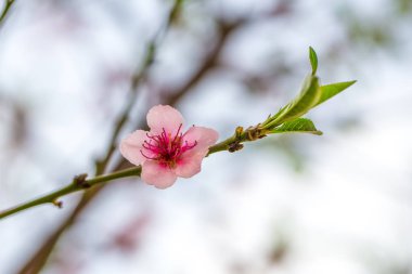 Bir şeftali ağacı dalı üzerinde pembe çiçek