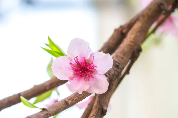 Fiore rosa su un ramo di pesco — Foto Stock