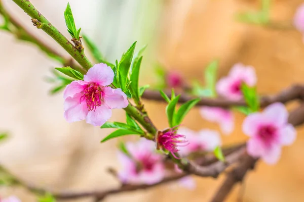 Fiori rosa su un ramo di pesco — Foto Stock