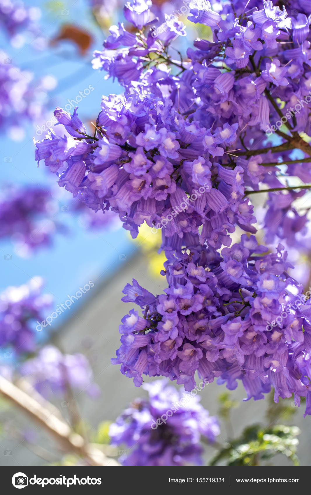Flowering jakaranda branches on the sky background Stock Photo by