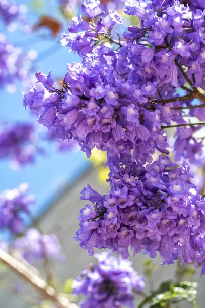 Gökyüzü arka planı jakaranda dallarda çiçekli