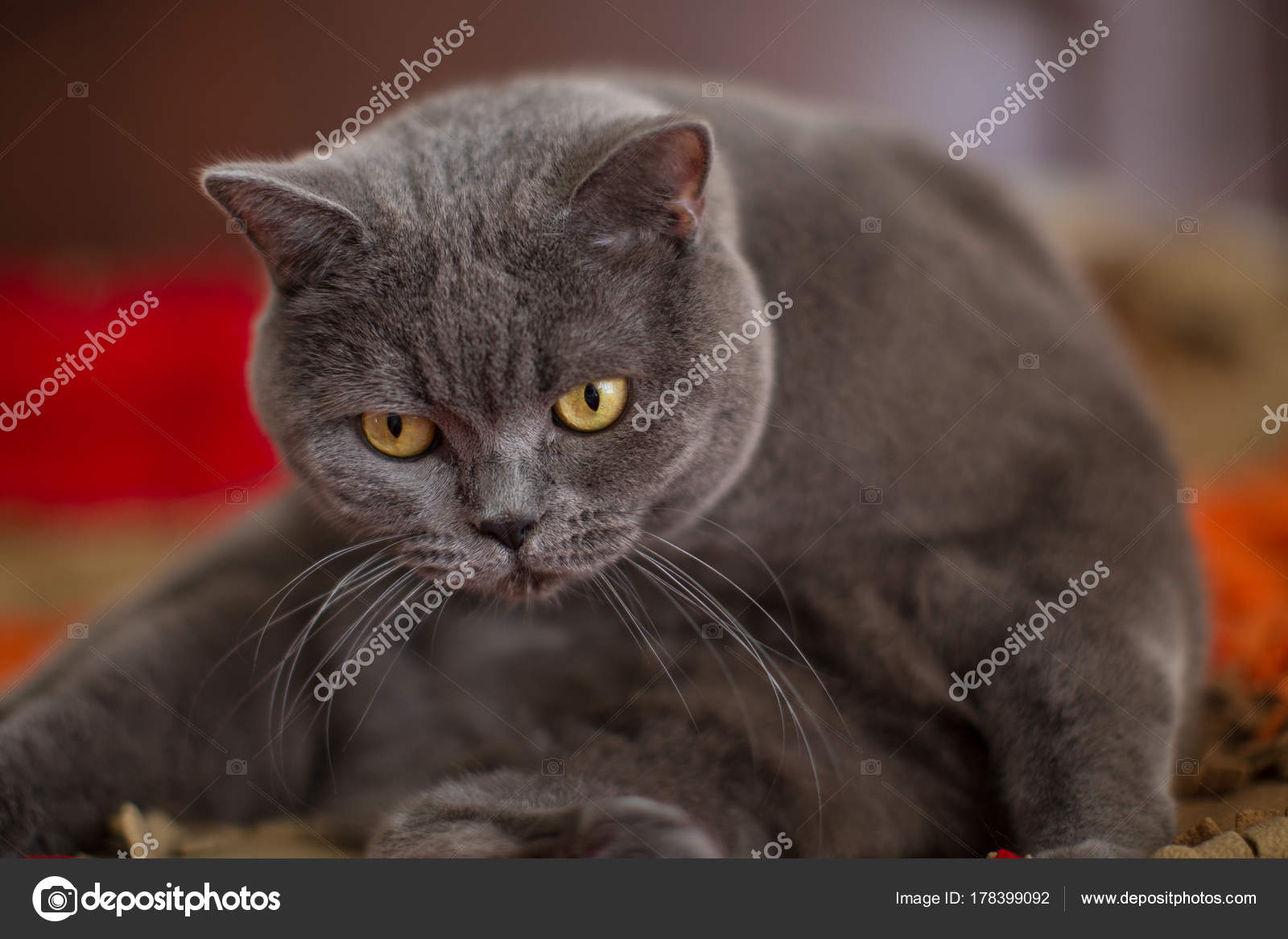 Süße Graue Britisch Kurzhaar Katze Junge Liegt Auf Dem Bett