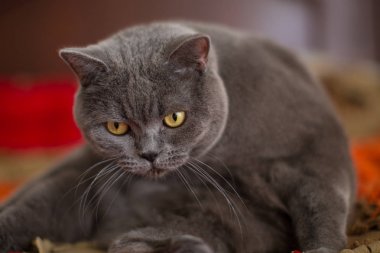 Şirin gri Britanya ile ilgili stenografi kedi çocuk yatağa yatıyor