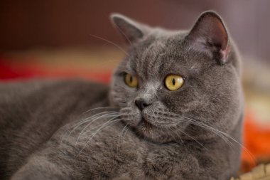 Güzel gri Britanya ile ilgili stenografi kedi çocuk yatağa yatıyor