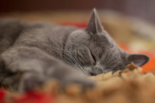 Beautiful Gray British Shorthair Cat Boy Sleeping Bed — Stock Photo, Image