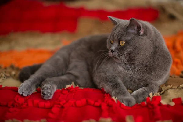 Beautiful Gray British Shorthair Cat Boy Lies Bed — Stock Photo, Image