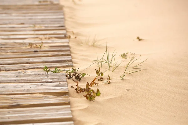 İnce kum serpilmiş ve kumsalda çimlerle kaplanmış eski ahşap yürüyüş yolu. Yakın plan..