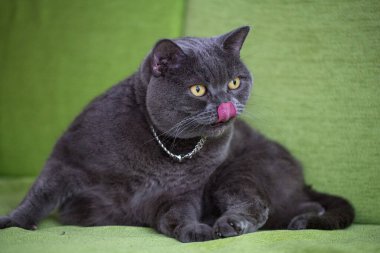 Güzel, sevimli İngiliz kısa hava grisi kedi kanepede saçlarını yalıyor.