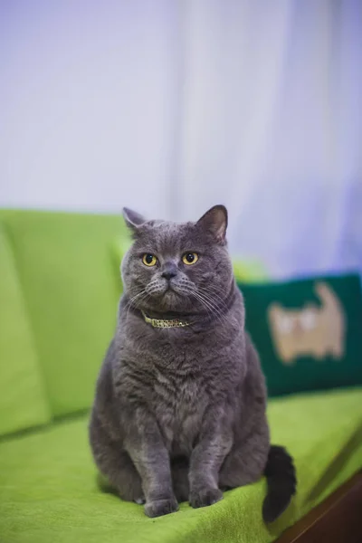 美しい面白いですかわいいです英国の短髪グレー猫座っています上のソファ — ストック写真