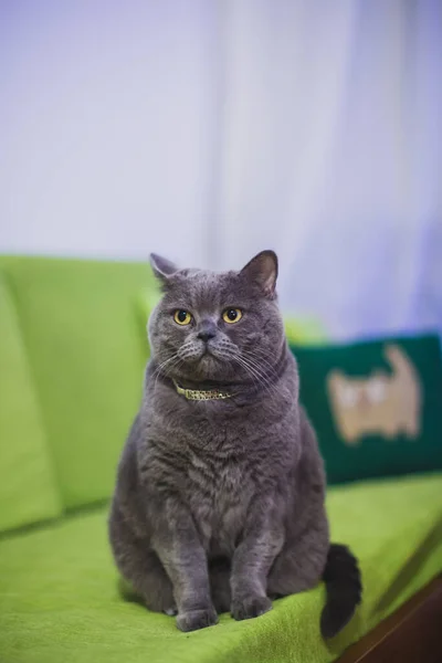 Schöne Lustige Süße Britische Kurzhaarkatze Sitzt Auf Einem Sofa — Stockfoto