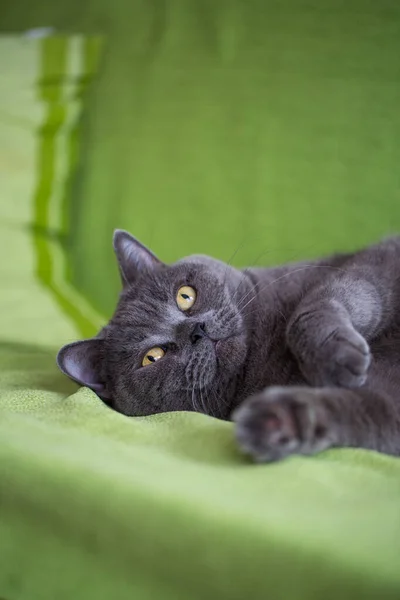Bonito Engraçado Bonito Britânico Shorthair Cinza Gato Encontra Sofá — Fotografia de Stock