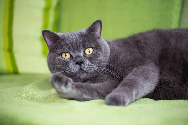 Bonito Engraçado Bonito Britânico Shorthair Cinza Gato Encontra Sofá — Fotografia de Stock