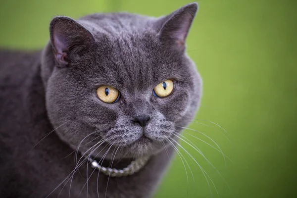 Beautiful Funny Cute British Shorthair Gray Cat Lies Sofa — Stock Photo, Image