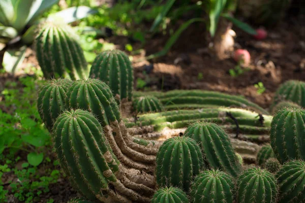 Lots Green Large Beautiful Natural Original Curved Cactus Growing Ground — Stock Photo, Image