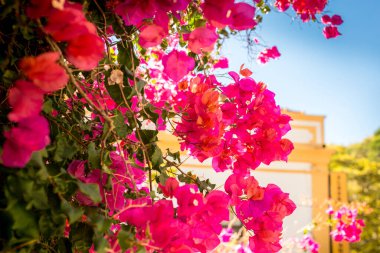 Evlerin ve sokakların arka planına karşı çok renkli güzel begonviller. Duvar Kağıdı.