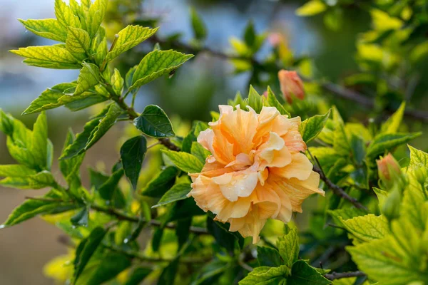 Fleur Hibiscus Velours Orange Sur Fond Feuillage Vert Dans Jardin — Photo