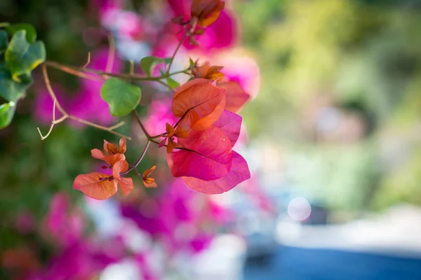 背景がぼやけて美しい多色のブーゲンビリアを咲かせます 接近中だ コピー ペースト テキストのスペース — ストック写真