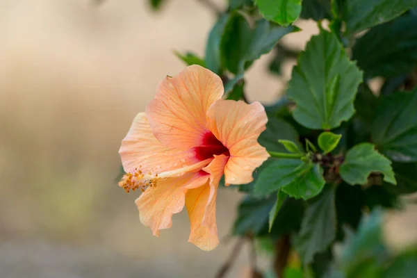 緑の葉を背景に橙色のベルベットハイビスカスの花 熱帯の庭で マクロだ — ストック写真