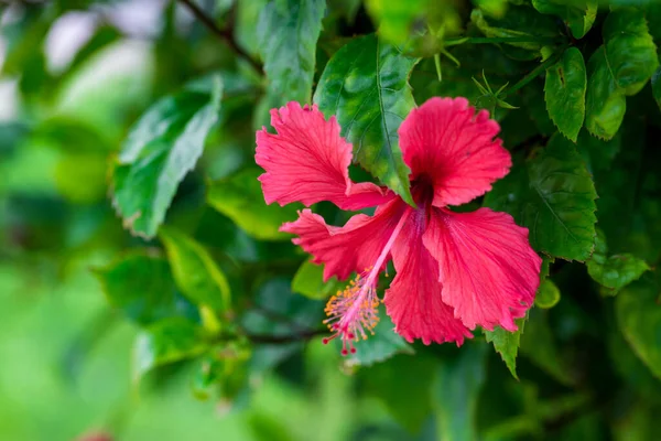 Красный Цветок Гибискуса Зеленом Фоне Среди Зеленой Листвы Тропическом Саду — стоковое фото