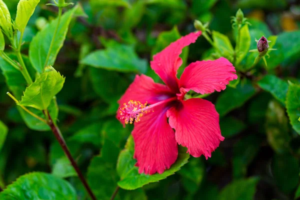 緑の葉を背景に赤ハイビスカスの花を咲かせます 熱帯の庭で マクロだ — ストック写真