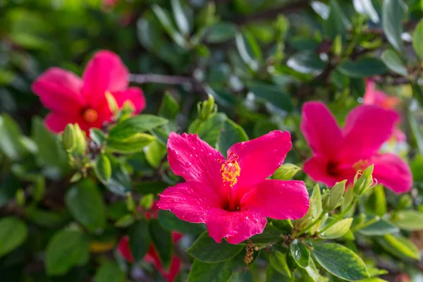Tres Flores Rojas Hibisco Sobre Fondo Verde Jardín Tropical Macro —  Fotos de Stock