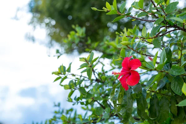 Flor Hibisco Rojo Con Follaje Fondo Del Cielo Azul Las —  Fotos de Stock
