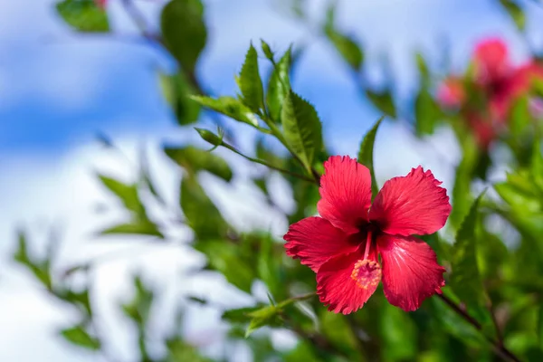 Piros Hibiszkusz Virág Lombozat Háttér Kék Felhők Részletesen Közelről — Stock Fotó