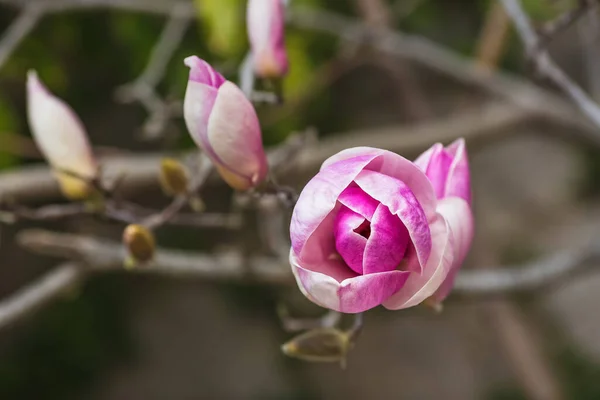 Fioritura Rami Nudi Albero Magnolia Rosa Teneri Fiori Magnolia Uno — Foto Stock