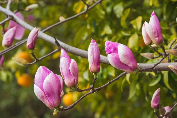 Fioritura Rami Nudi Albero Magnolia Rosa Fiori Magnolia Uno Sfondo — Foto Stock