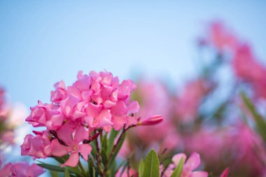 Pembe zakkum dalları ve çiçekleri açık mavi gökyüzüne karşı açıyor. Gün ışığı. Kapat.