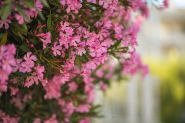 Pembe zakkum ağacının çiçekli dalları. Gün ışığı. Kapat..