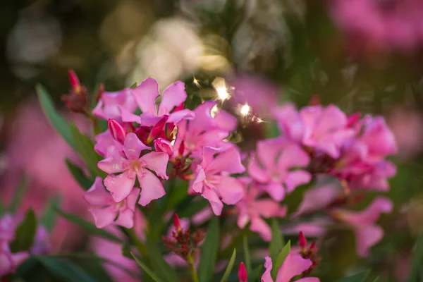 Rami Fiori Fioriti Albero Oleandro Rosa Luce Del Giorno Vicino — Foto Stock