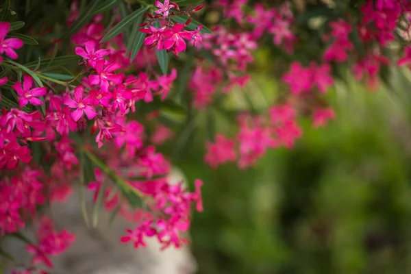 Rami Fiori Fioriti Albero Oleandro Rosa Luce Del Giorno Vicino — Foto Stock